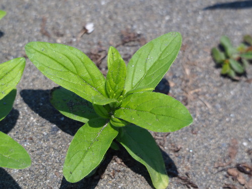 Trichodesma indicum, photograph 3