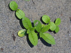 author not stated, no rights reserved Trichodesma indicum, photograph author not stated, no rights reserved