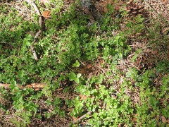 Galium rotundifolium