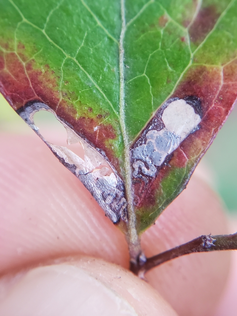 Coptodisca matheri
