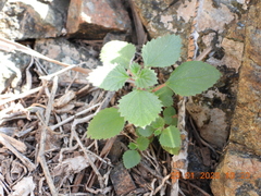 Forsskaolea tenacissima