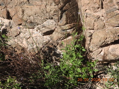 Lavandula subnuda