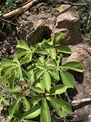 Cyphostemma barbosae