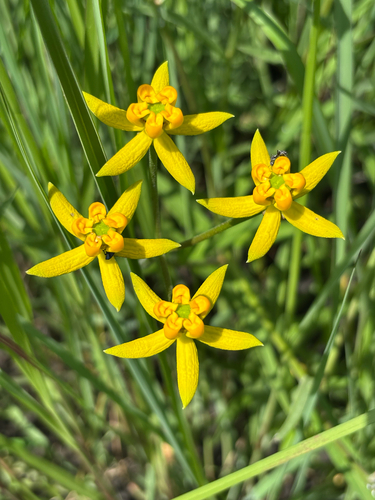 Stathmostelma fornicatum fornicatum
