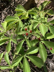 Cyphostemma barbosae