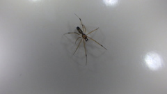 Coleosoma