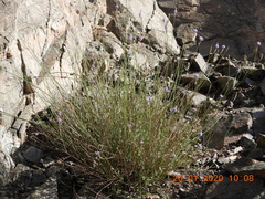Lavandula subnuda