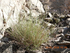 Lavandula subnuda