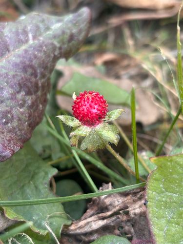 mock strawberry