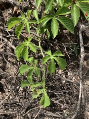Cyphostemma barbosae