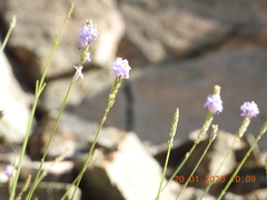 Lavandula subnuda