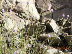 Lavandula subnuda
