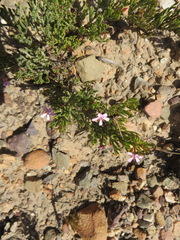 Pelargonium laevigatum