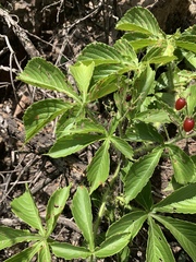 Cyphostemma barbosae
