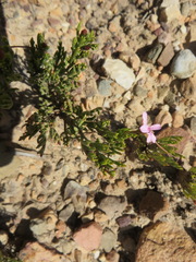 Pelargonium laevigatum