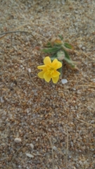 Oenothera mollissima