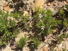 Pelargonium laevigatum