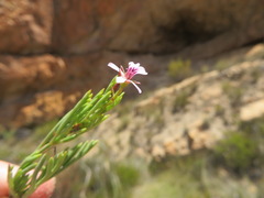 Pelargonium laevigatum