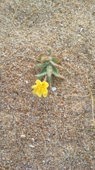 Oenothera mollissima