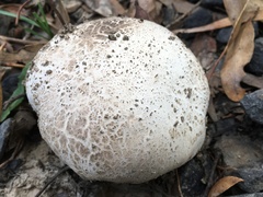 Calvatia lilacina
