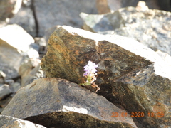 Lavandula subnuda