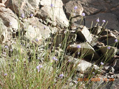 Lavandula subnuda