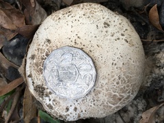 Calvatia lilacina