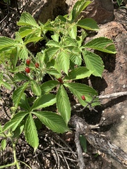 Cyphostemma barbosae