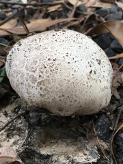 Calvatia lilacina