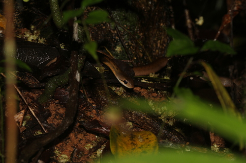 Forest Water Snake