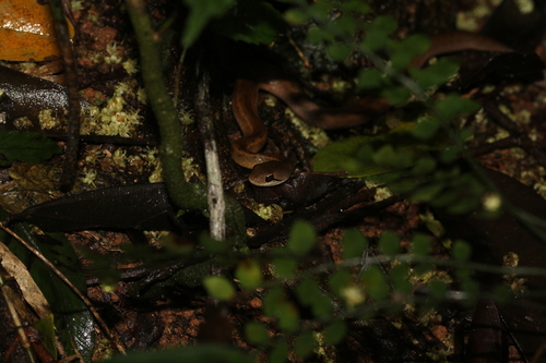 Forest Water Snake
