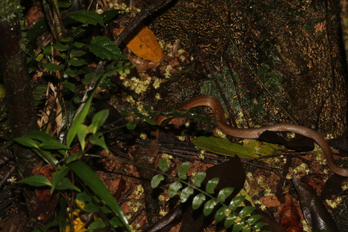 Forest Water Snake