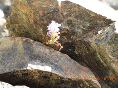 Lavandula subnuda