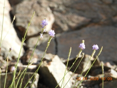 Lavandula subnuda