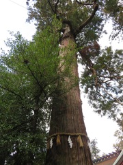 Cryptomeria japonica
