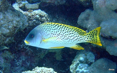 Plectorhinchus gaterinus