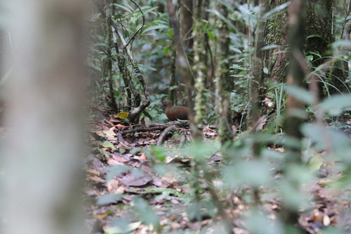 Madagascar Forest Rail (Mentocrex kioloides), photo 10