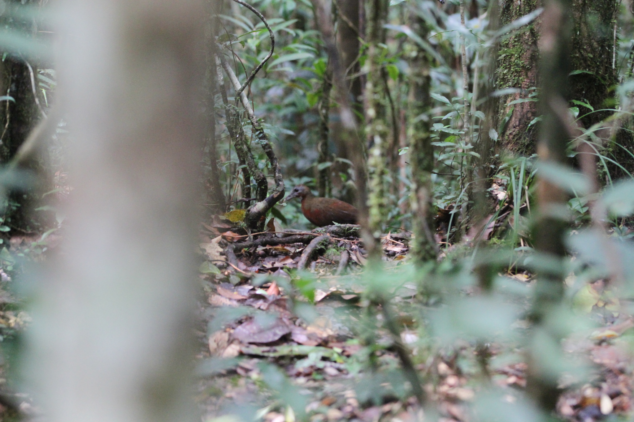 Madagascar Forest Rail (Mentocrex kioloides), photo 2