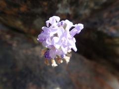 Lavandula subnuda
