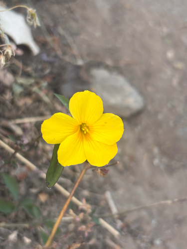 Yellow flax