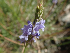 Lavandula subnuda