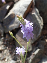 Lavandula subnuda