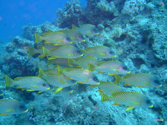 Plectorhinchus gaterinus