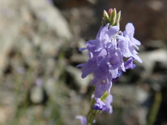 Lavandula subnuda