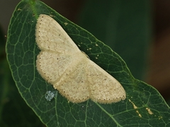 Scopula minorata