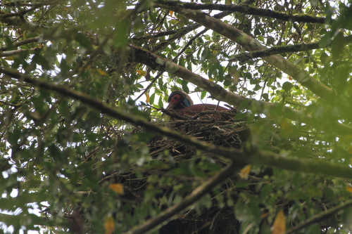 Madagascar Ibis (Lophotibis cristata), photo 10