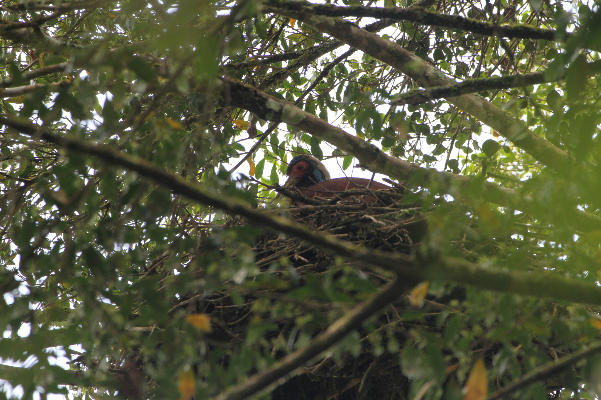Madagascar Ibis (Lophotibis cristata), photo 3