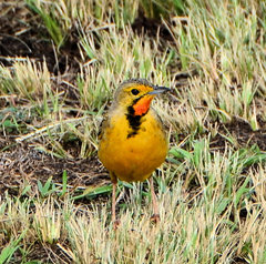 Macronyx capensis colletti