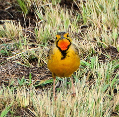 Macronyx capensis colletti