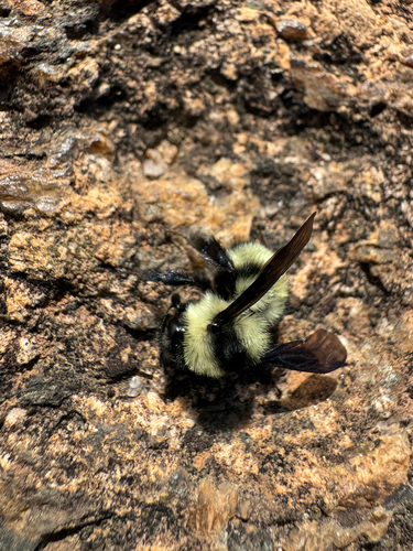Photo of Brazilian Bumble Bee (Bombus brasiliensis)